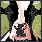 vaca